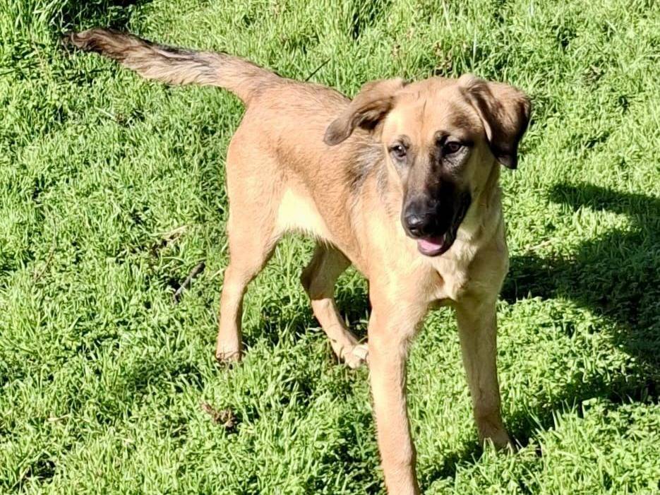 Adotta il cane Mora a Crotone