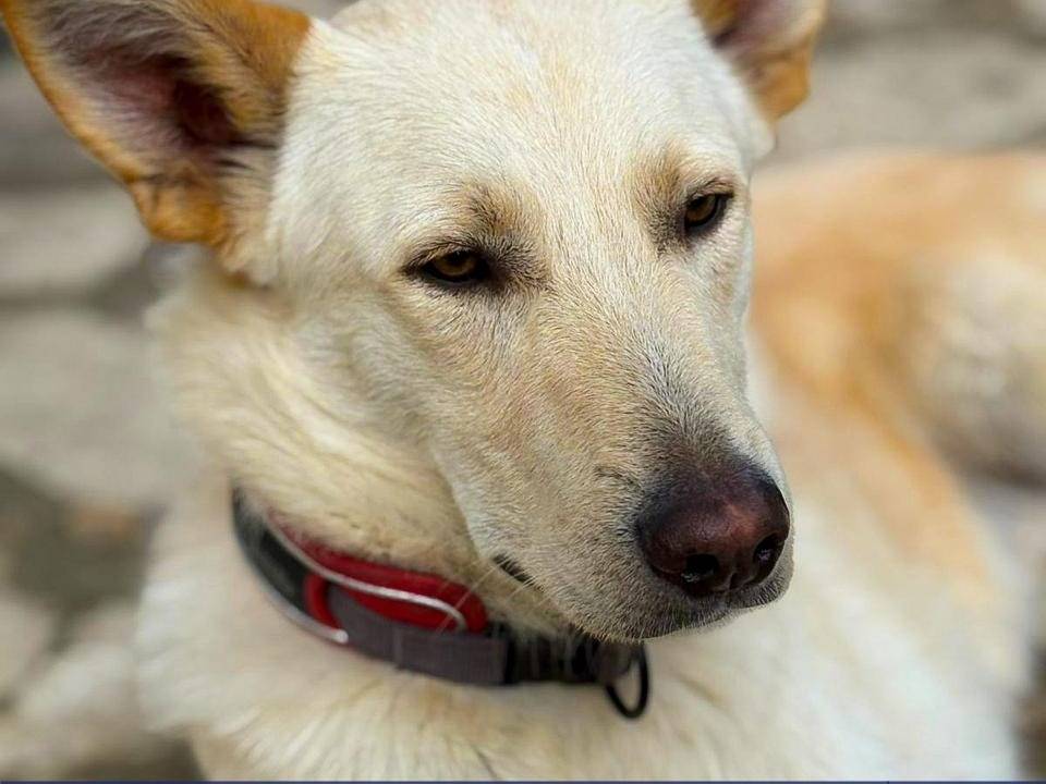 Adozione cane, maschio, Razza sconosciuta Razza sconosciuta, 1 anno e 7 mesi, taglia media, Crotone