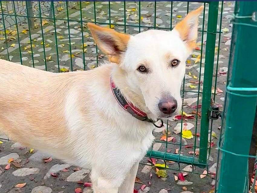 Adotta un cane, maschio, 1 anno e 7 mesi, Crotone
