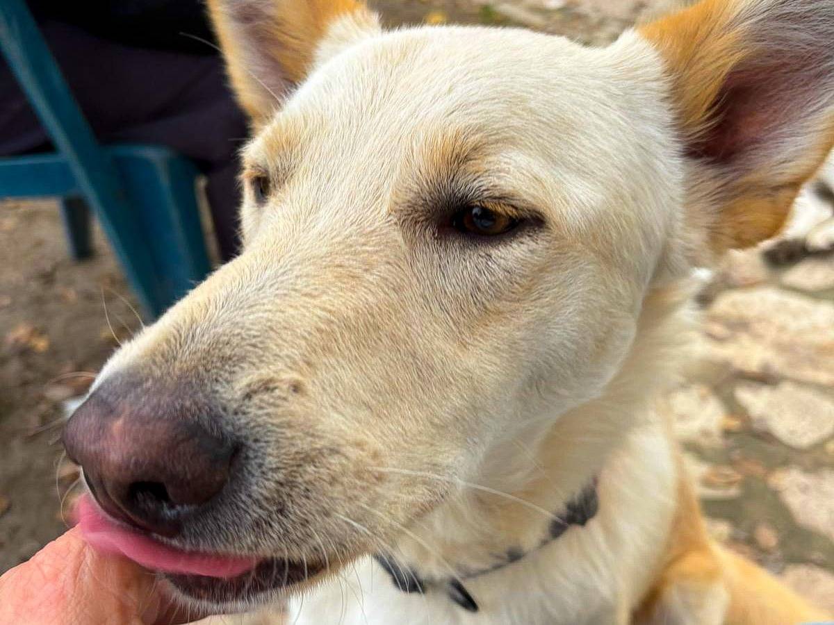 Adotta un cane, taglia media, maschio, Crotone