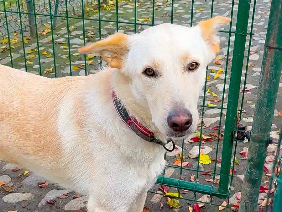 Vuoi adottare un cane a Crotone?