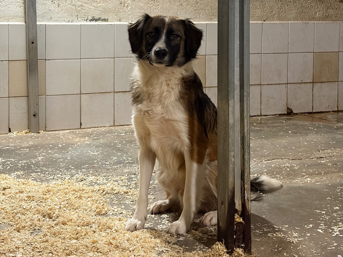 Vuoi adottare un cane a Milano?