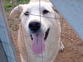 Adozione cane, femmina, Razza sconosciuta Razza sconosciuta, 1 anno e 11 mesi, taglia grande, Catanzaro