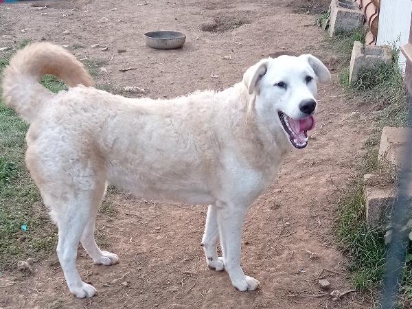 Adotta un cane, femmina, 1 anno e 11 mesi, Catanzaro