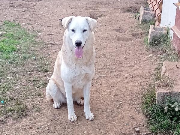 Adotta un cane, taglia grande, femmina, Catanzaro