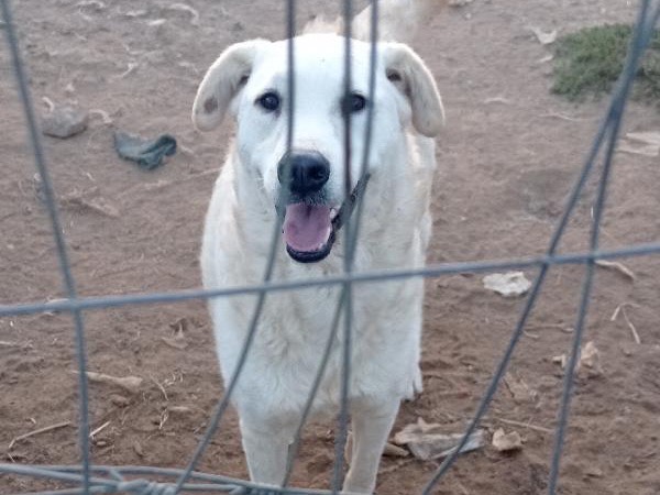 Vuoi adottare un cane a Catanzaro?