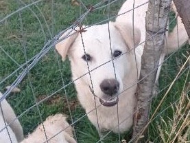 Adotta il cane Alma a Catanzaro