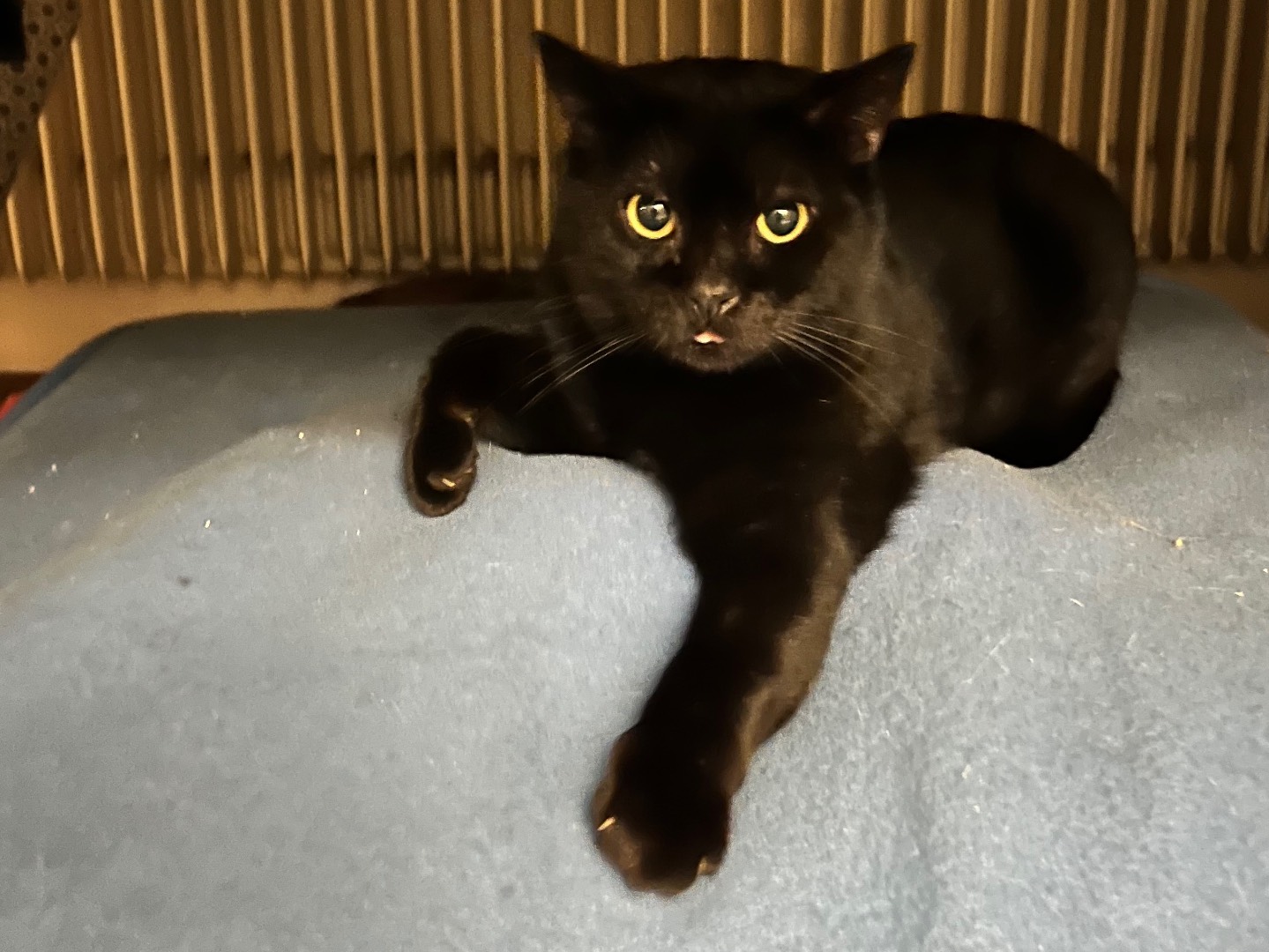 Adotta un gatto, femmina, 5 anni e 1 mese, Padova