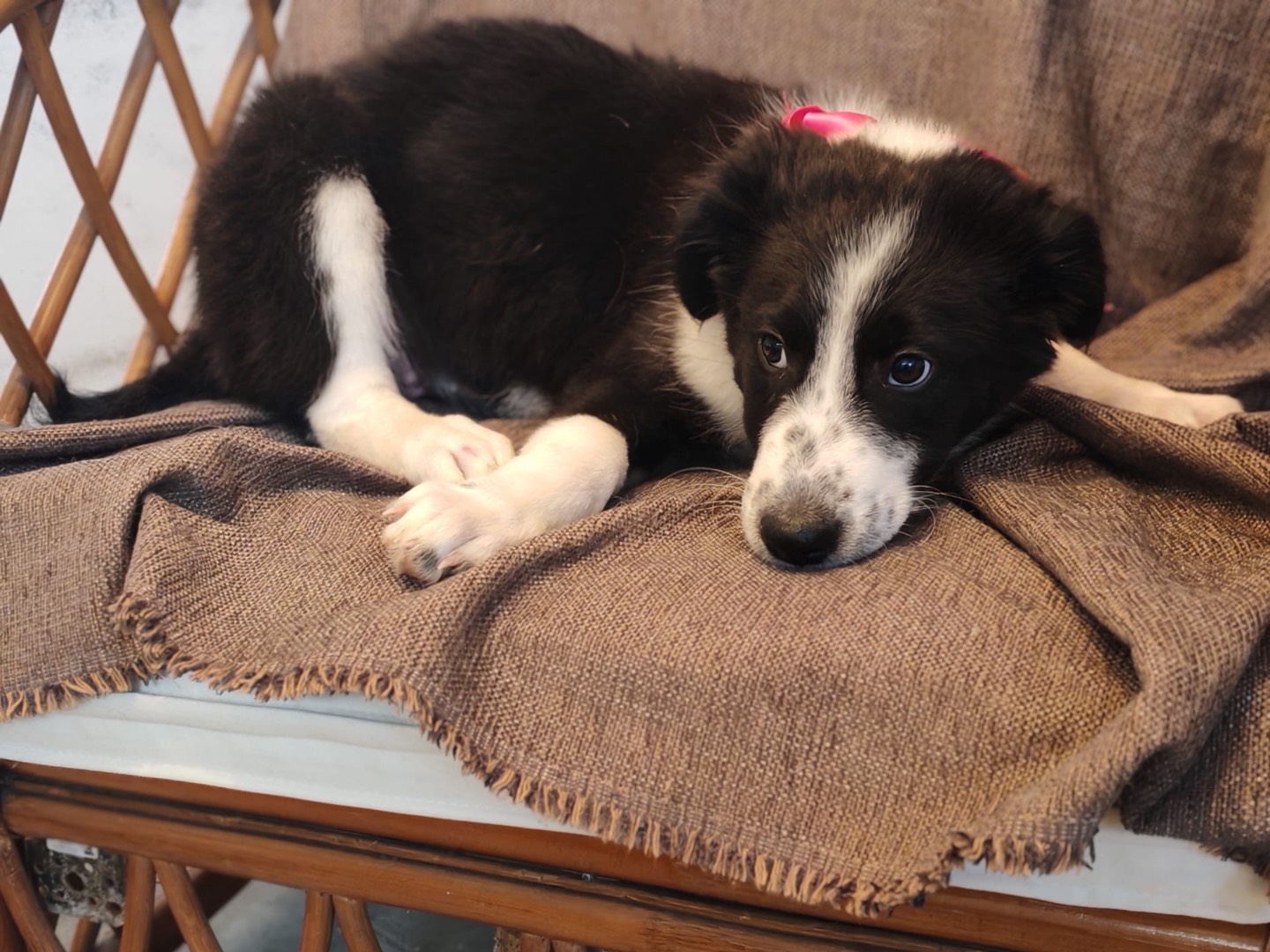 Adozione cane, femmina, Razza sconosciuta Razza sconosciuta, 4 mesi, taglia media, Cosenza