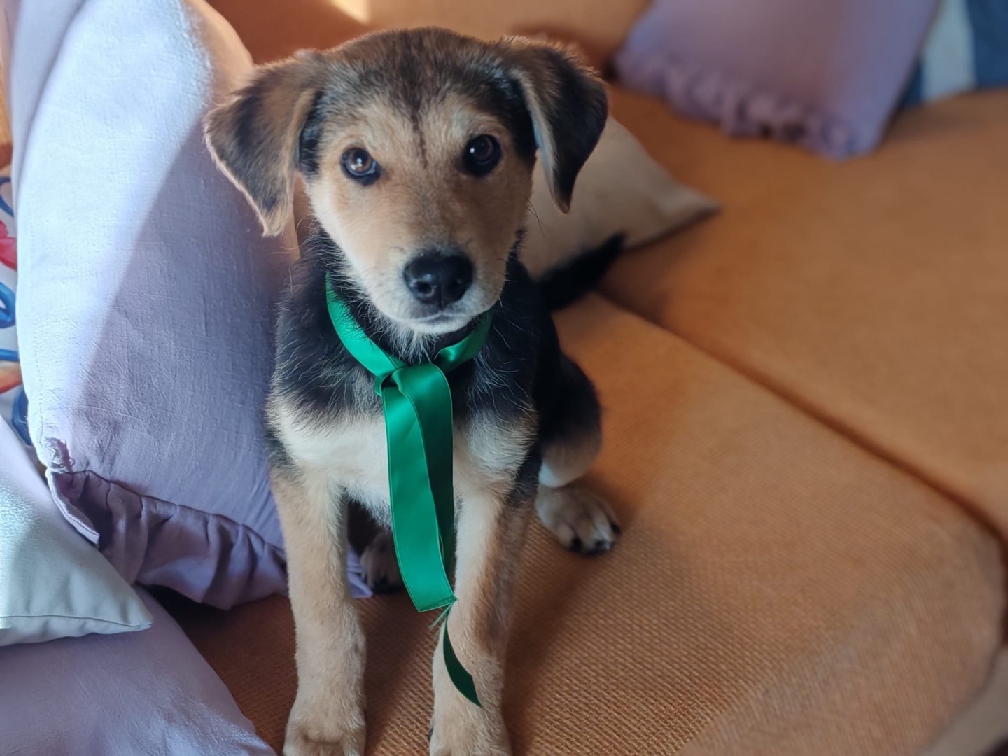 Adozione cane, maschio, Razza sconosciuta Razza sconosciuta, 4 mesi, taglia media, Cosenza