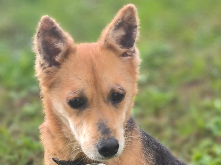 Adotta un cane, femmina, 8 anni e 1 mese, Cosenza