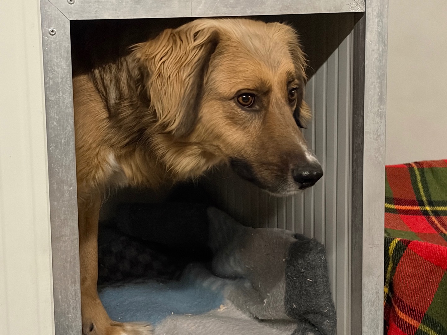 Adotta un cane, maschio, 2 anni e 2 mesi, Milano