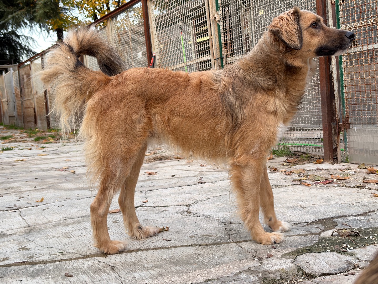 Adotta un cane, taglia media, maschio, Milano