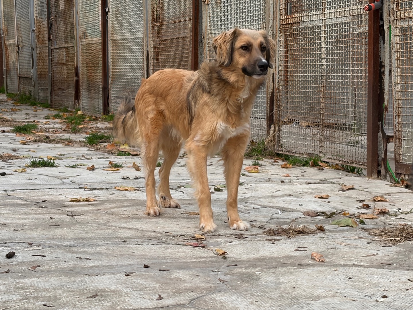 Adozione cane, maschio, Razza sconosciuta Razza sconosciuta, 2 anni e 2 mesi, taglia media, Milano