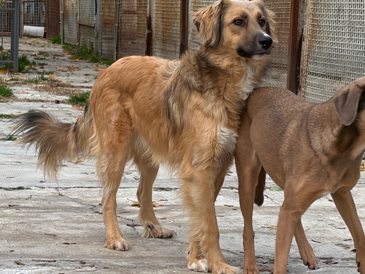 Vuoi adottare un cane a Milano?