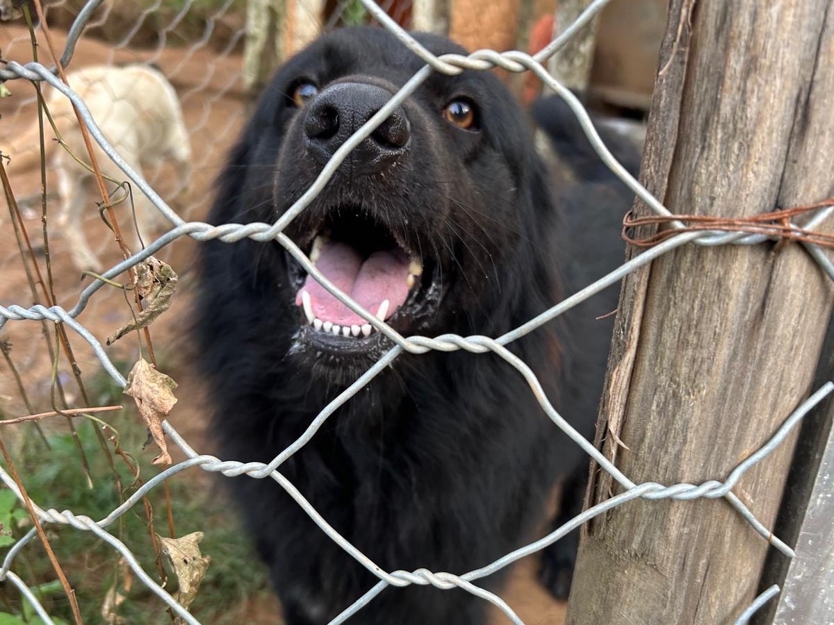 Adozione cane, femmina, Razza sconosciuta Razza sconosciuta, 3 anni e 1 mese, taglia grande, Catanzaro