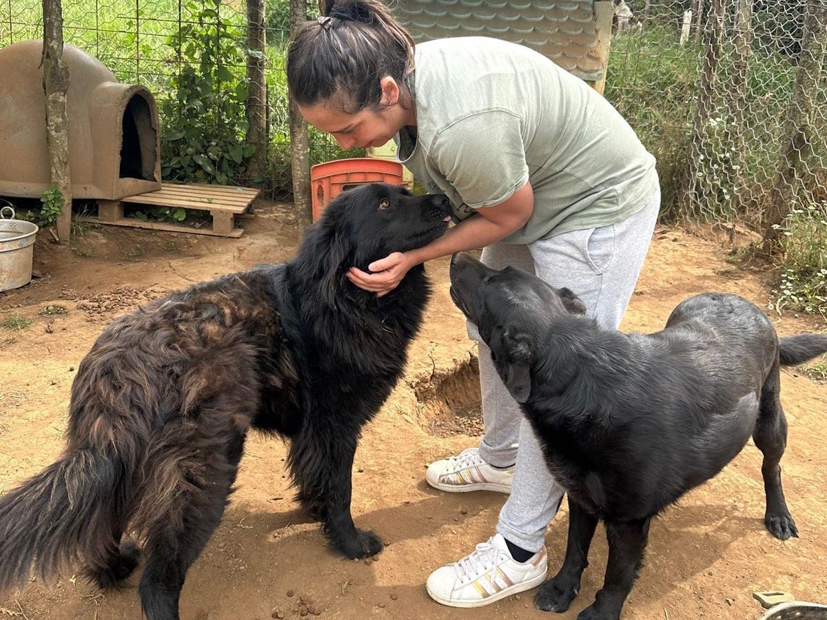 Adotta un cane, femmina, 3 anni e 1 mese, Catanzaro