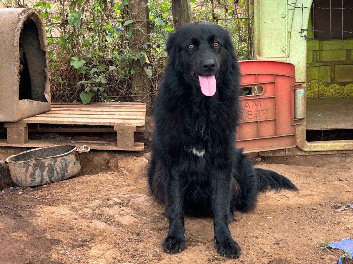 Adotta un cane, taglia grande, femmina, Catanzaro