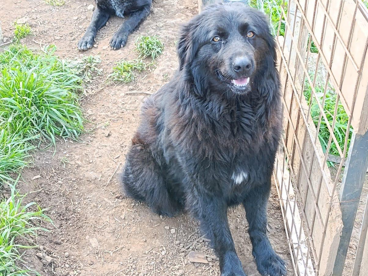 Vuoi adottare un cane a Catanzaro?