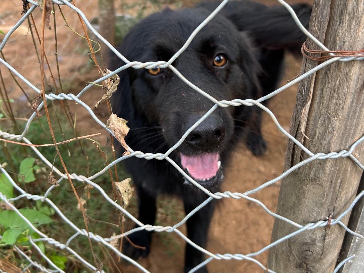 Adotta il cane Masha a Catanzaro
