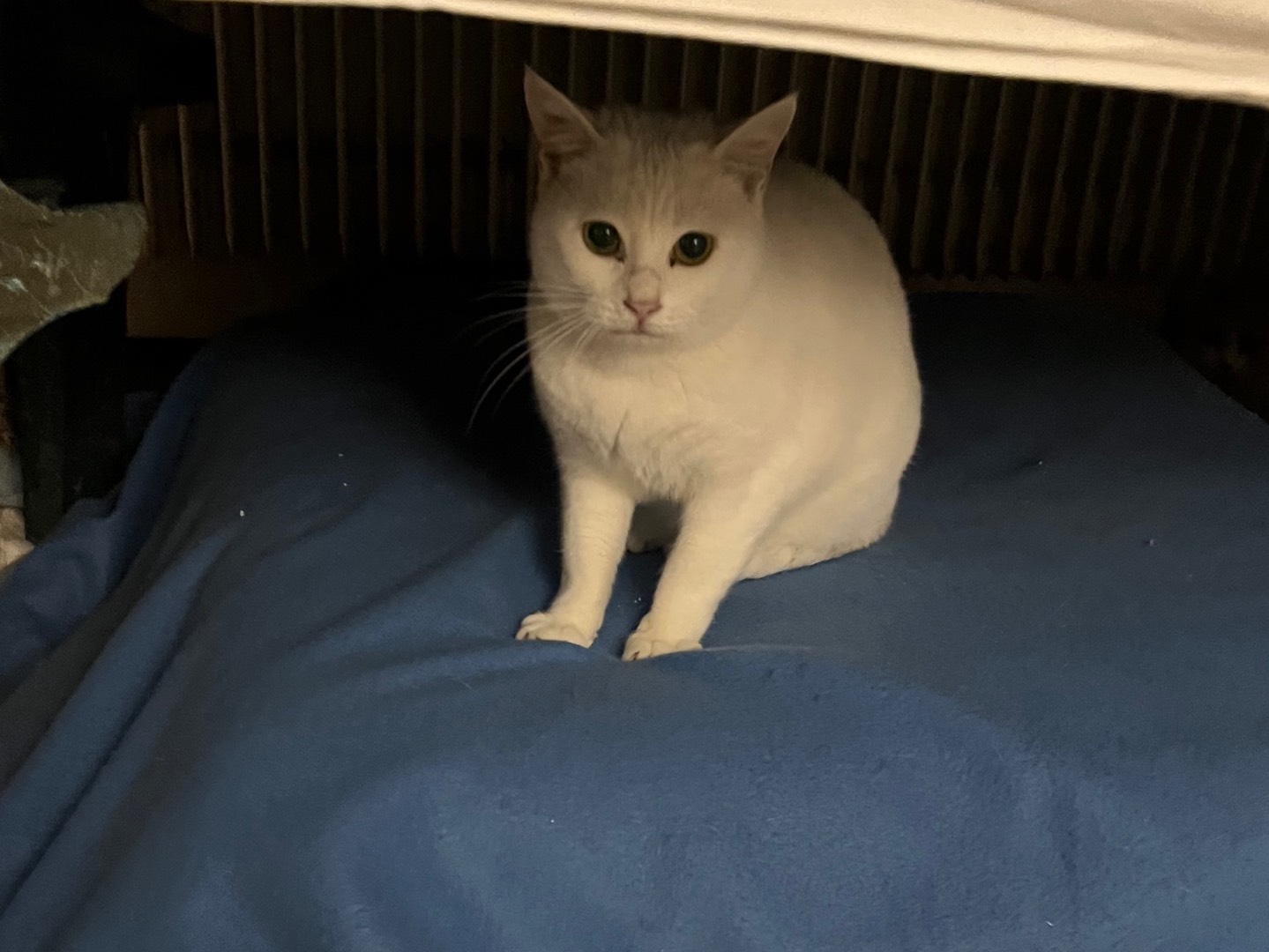 Adozione gatto, femmina, Razza sconosciuta Razza sconosciuta, 3 anni e 1 mese, taglia non valida, Padova