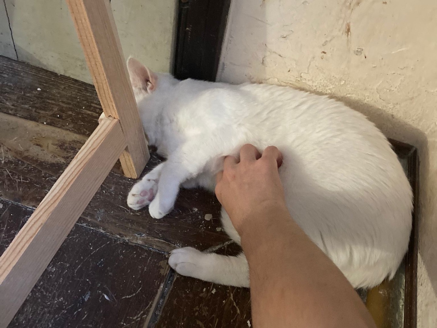 Adotta un gatto, femmina, 3 anni e 1 mese, Padova