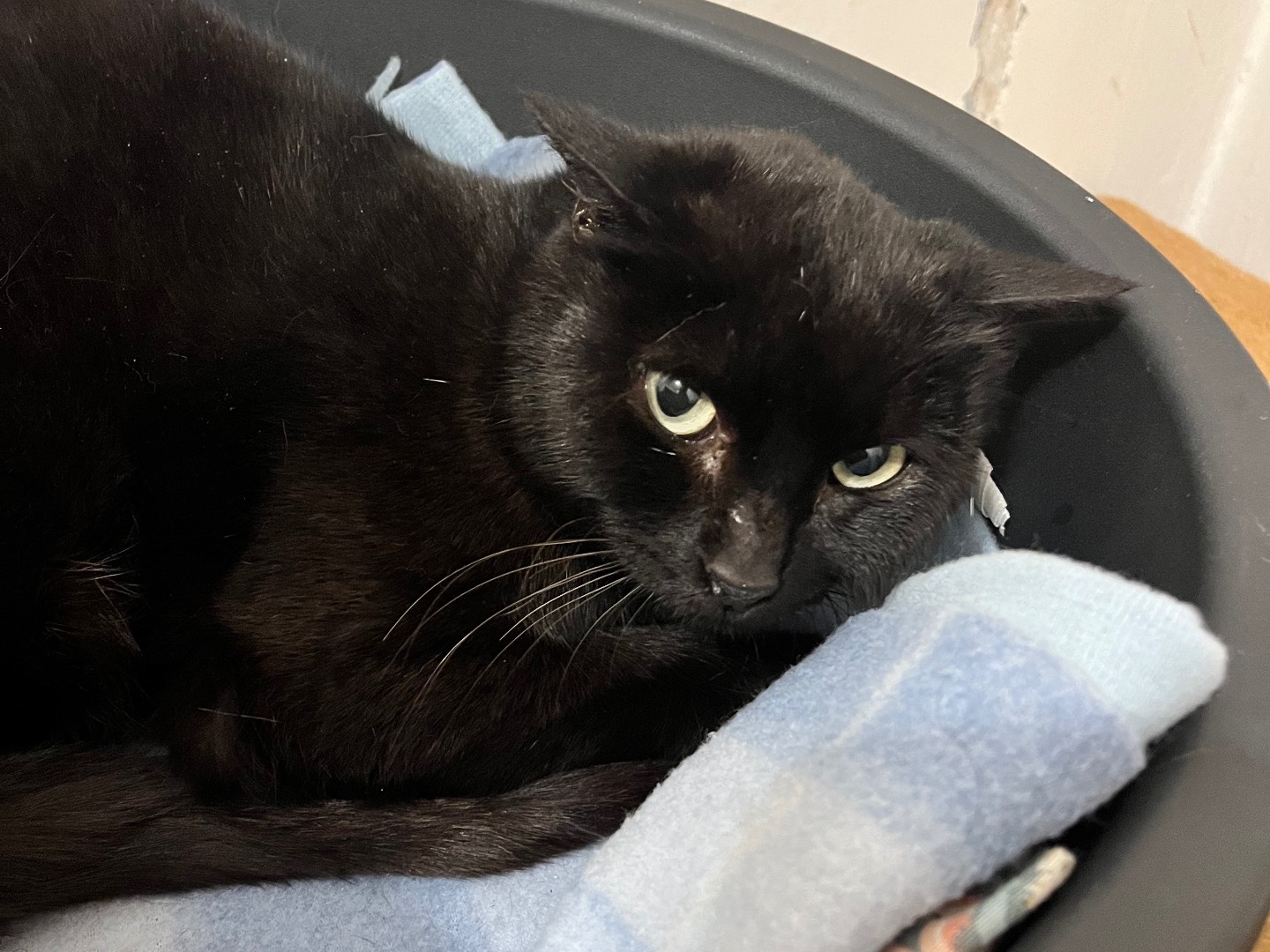 Adozione gatto, femmina, Razza sconosciuta Razza sconosciuta, 10 mesi, taglia non valida, Padova