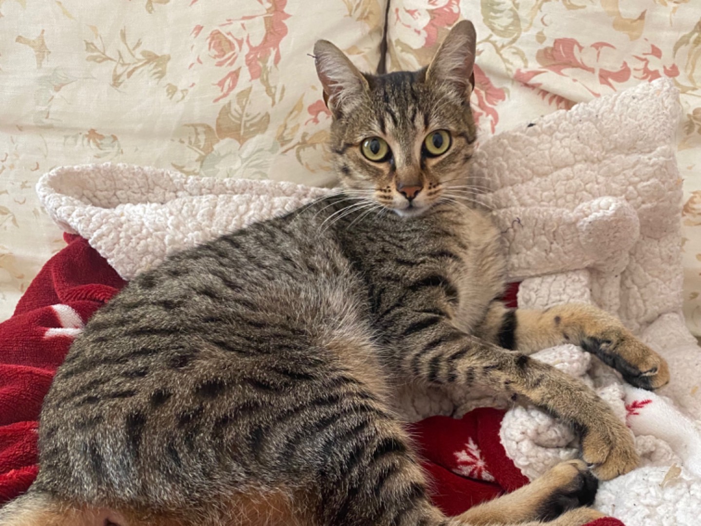 Vuoi adottare un gatto a Teramo?