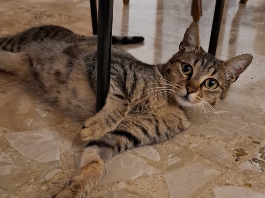 Adotta il gatto Pochita  a Teramo