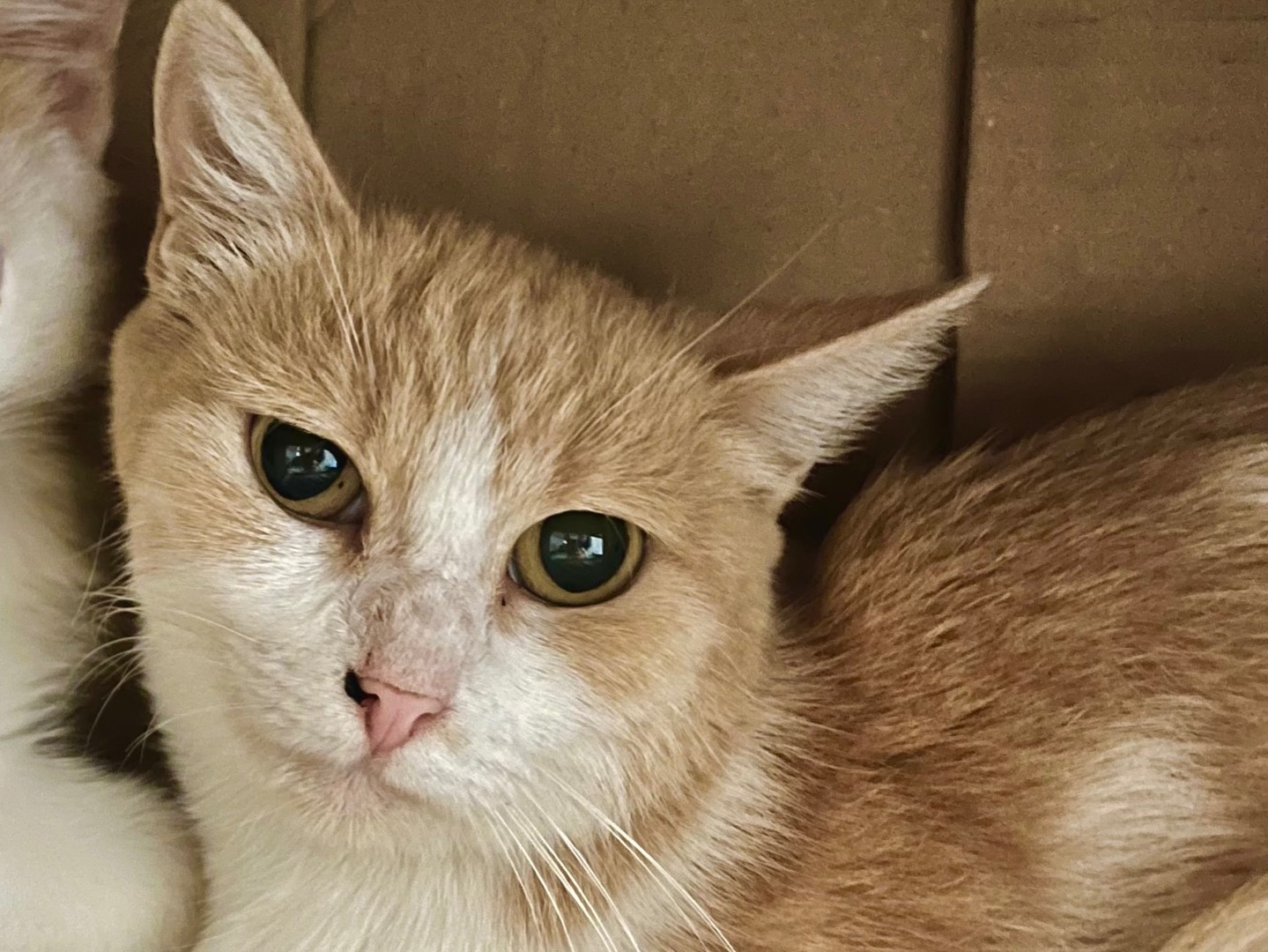 Adotta un gatto, femmina, 1 anno e 7 mesi, Padova