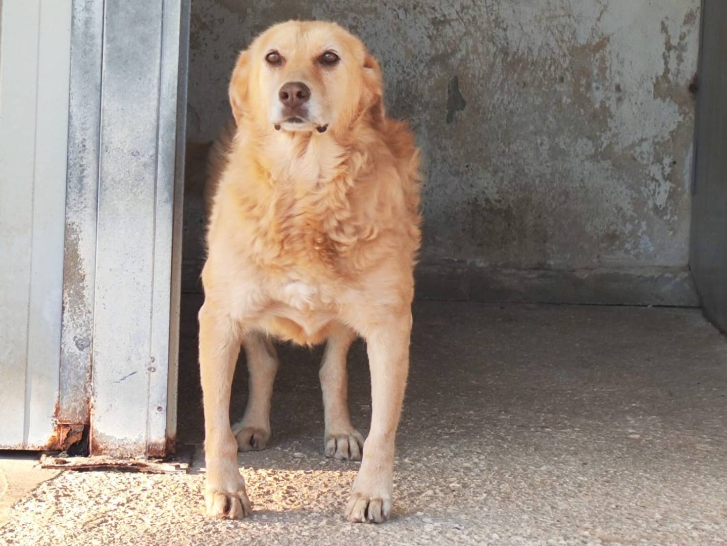Adozione cane, maschio, Razza sconosciuta Razza sconosciuta, 9 anni e 2 mesi, taglia media, Trapani