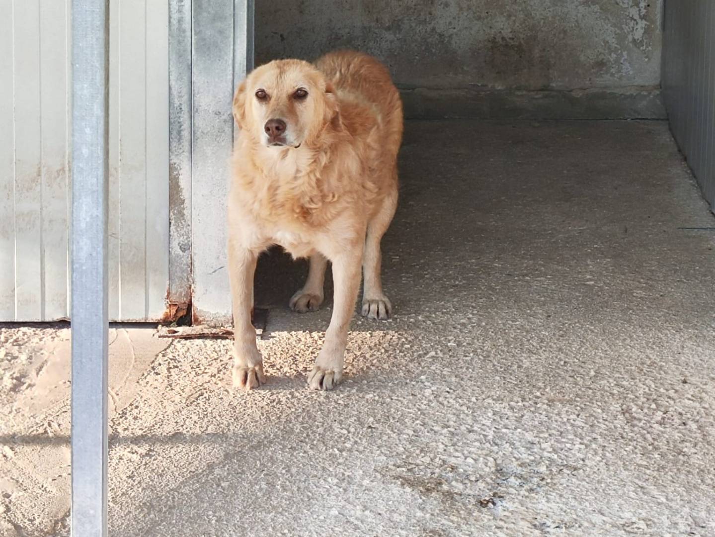 Adotta un cane, maschio, 9 anni e 2 mesi, Trapani