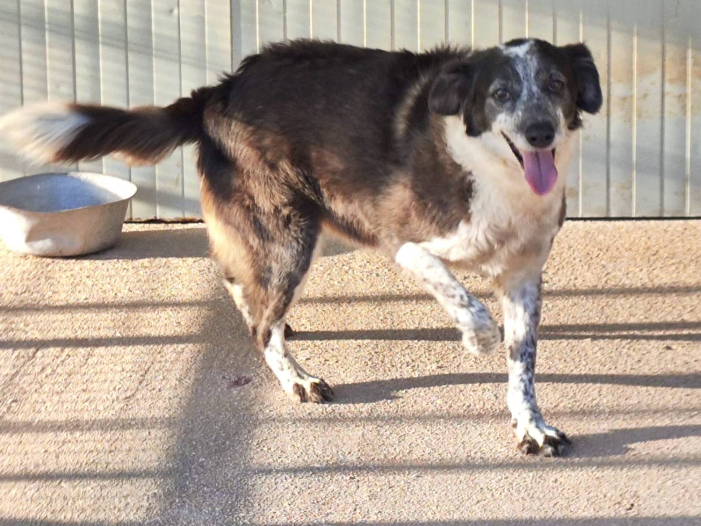 Adozione cane, femmina, Razza sconosciuta Razza sconosciuta, 8 anni e 2 mesi, taglia media, Trapani