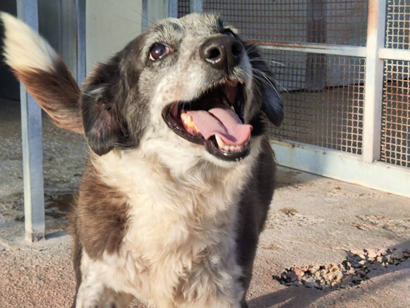 Adotta un cane, femmina, 8 anni e 2 mesi, Trapani