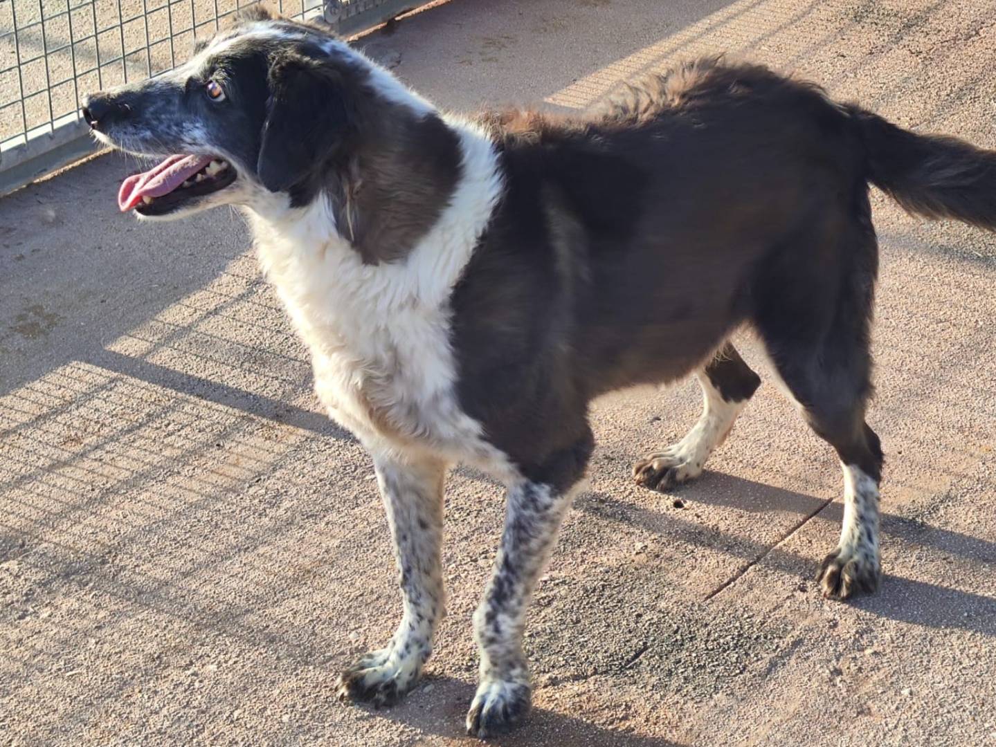 Adotta un cane, taglia media, femmina, Trapani