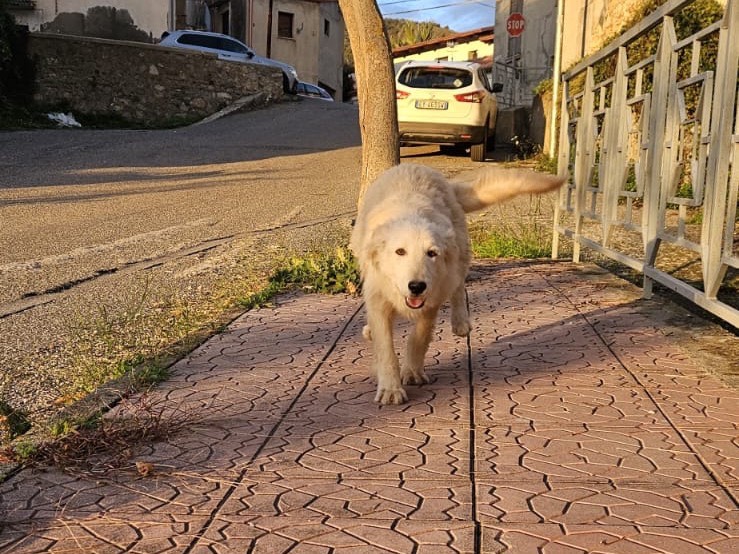 Adozione cane, maschio, Razza sconosciuta Razza sconosciuta, 5 mesi, taglia media, Firenze