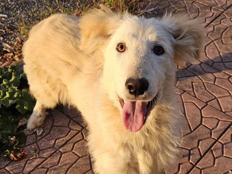 Adotta un cane, maschio, 5 mesi, Firenze