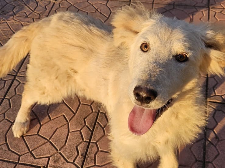 Vuoi adottare un cane a Firenze?