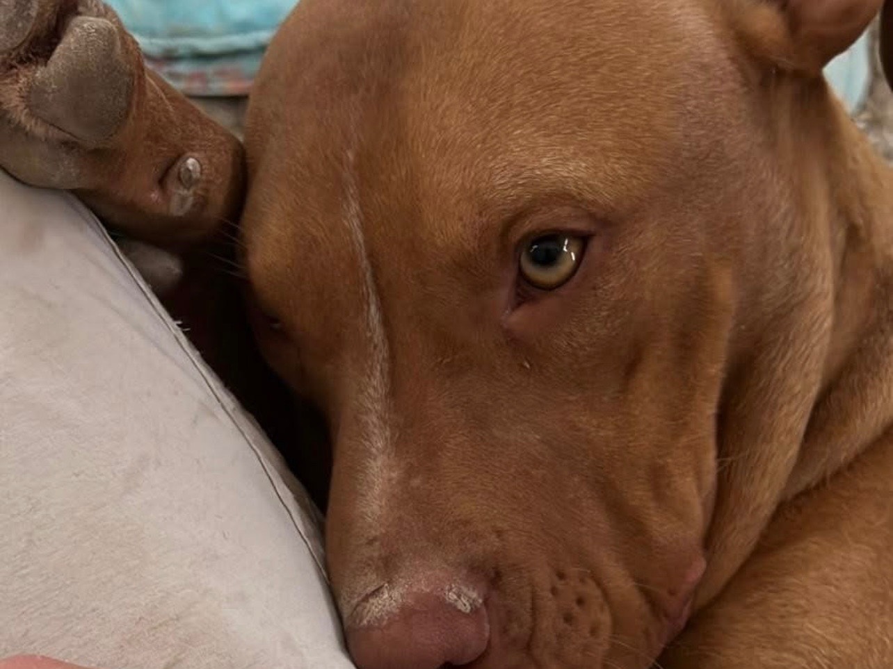 Adozione cane, maschio, Razza sconosciuta Razza sconosciuta, 6 mesi, taglia media, Barletta