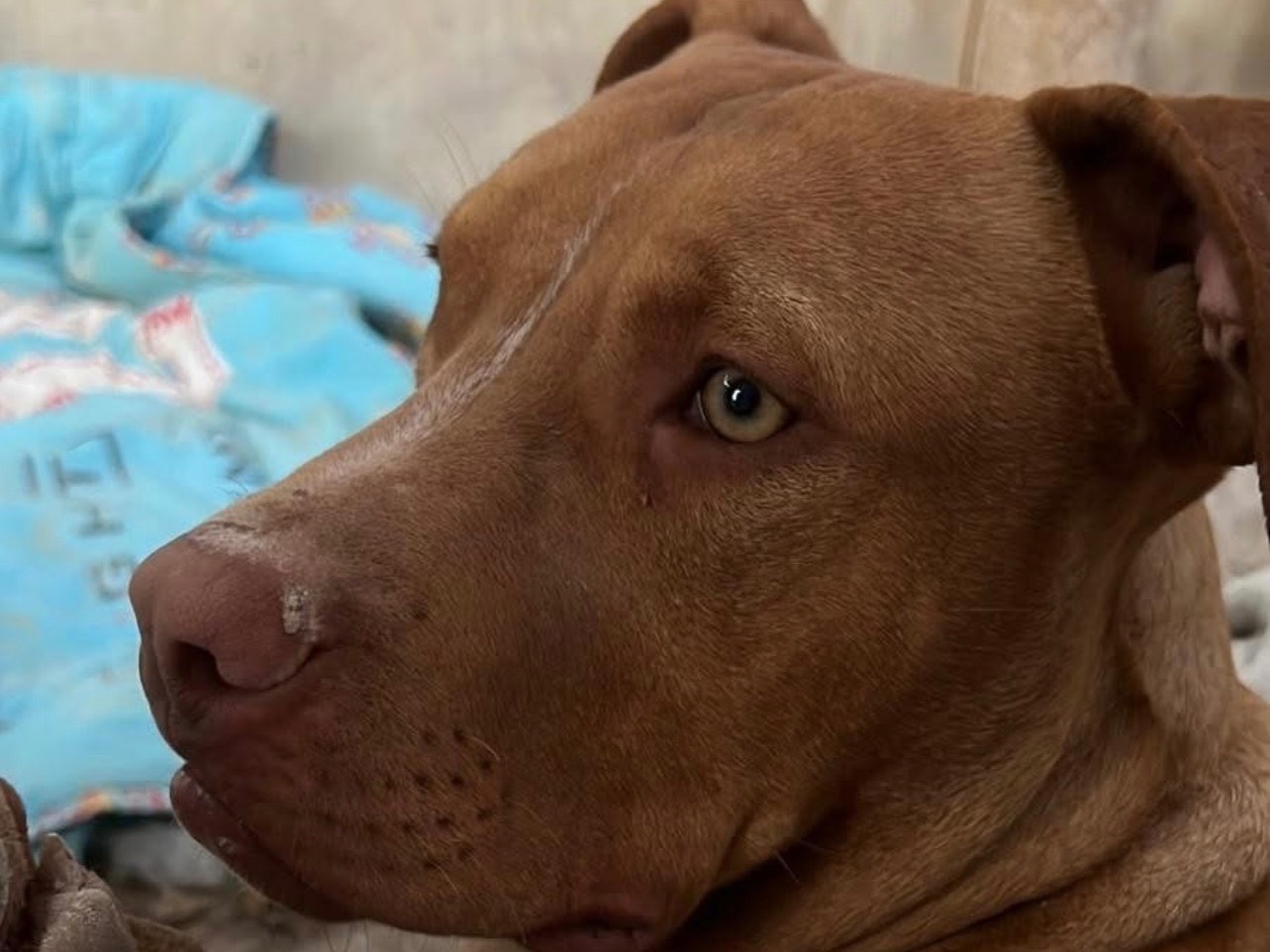 Adotta un cane, maschio, 6 mesi, Barletta