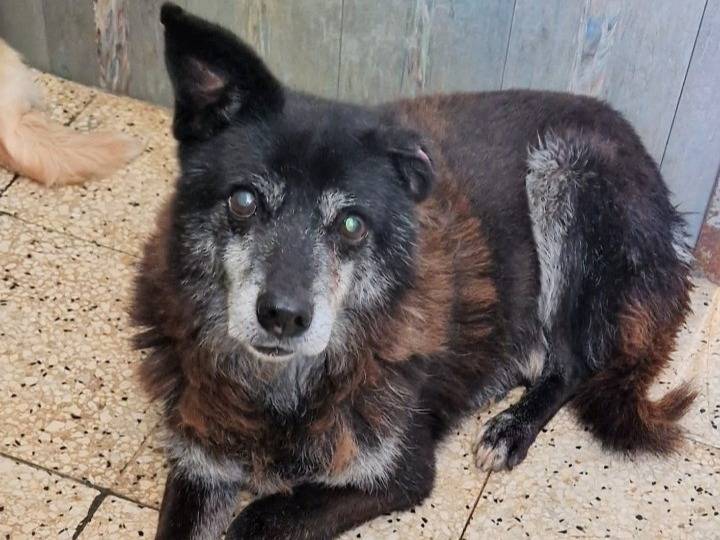 Adozione cane, maschio, Razza sconosciuta Razza sconosciuta, 10 anni e 3 mesi, taglia media contenuta, Bari