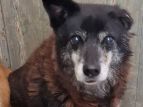 Adotta un cane, maschio, 10 anni e 3 mesi, Bari