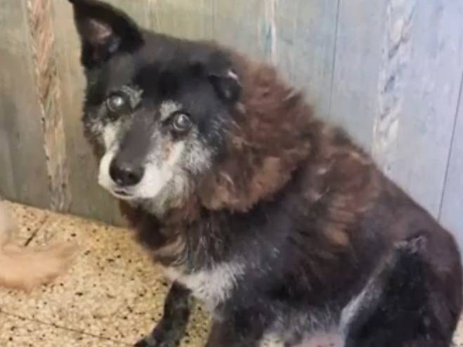 Adotta un cane, taglia media contenuta, maschio, Bari