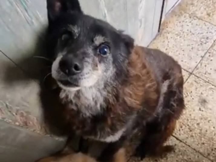 Vuoi adottare un cane a Bari?