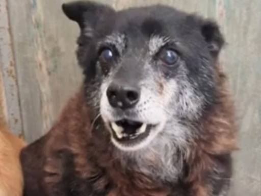 Adotta il cane Skizzo nonnino a Bari