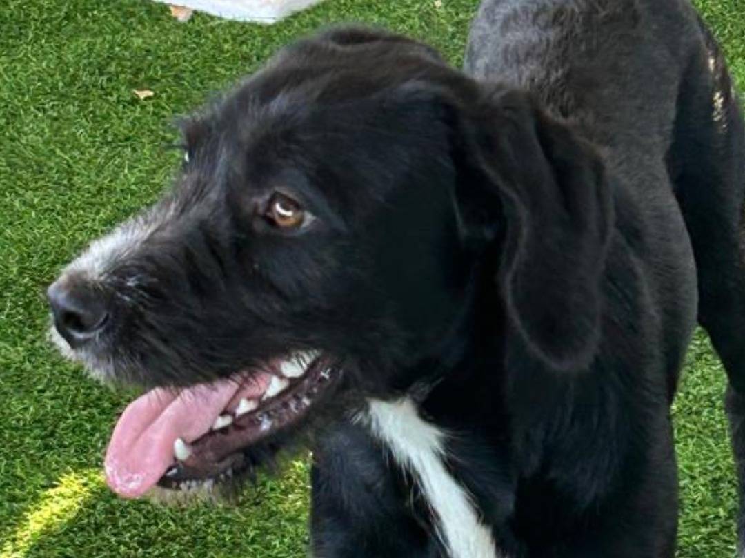 Adozione cane, femmina, Razza sconosciuta Razza sconosciuta, 10 mesi, taglia media contenuta, Biella