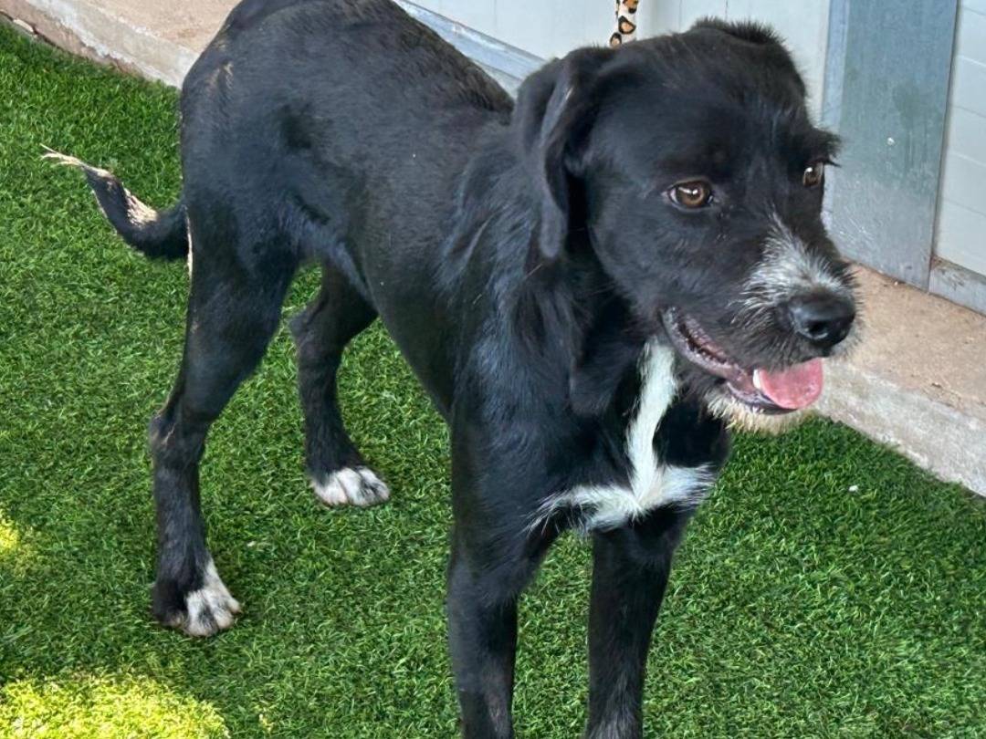 Adotta un cane, femmina, 10 mesi, Biella