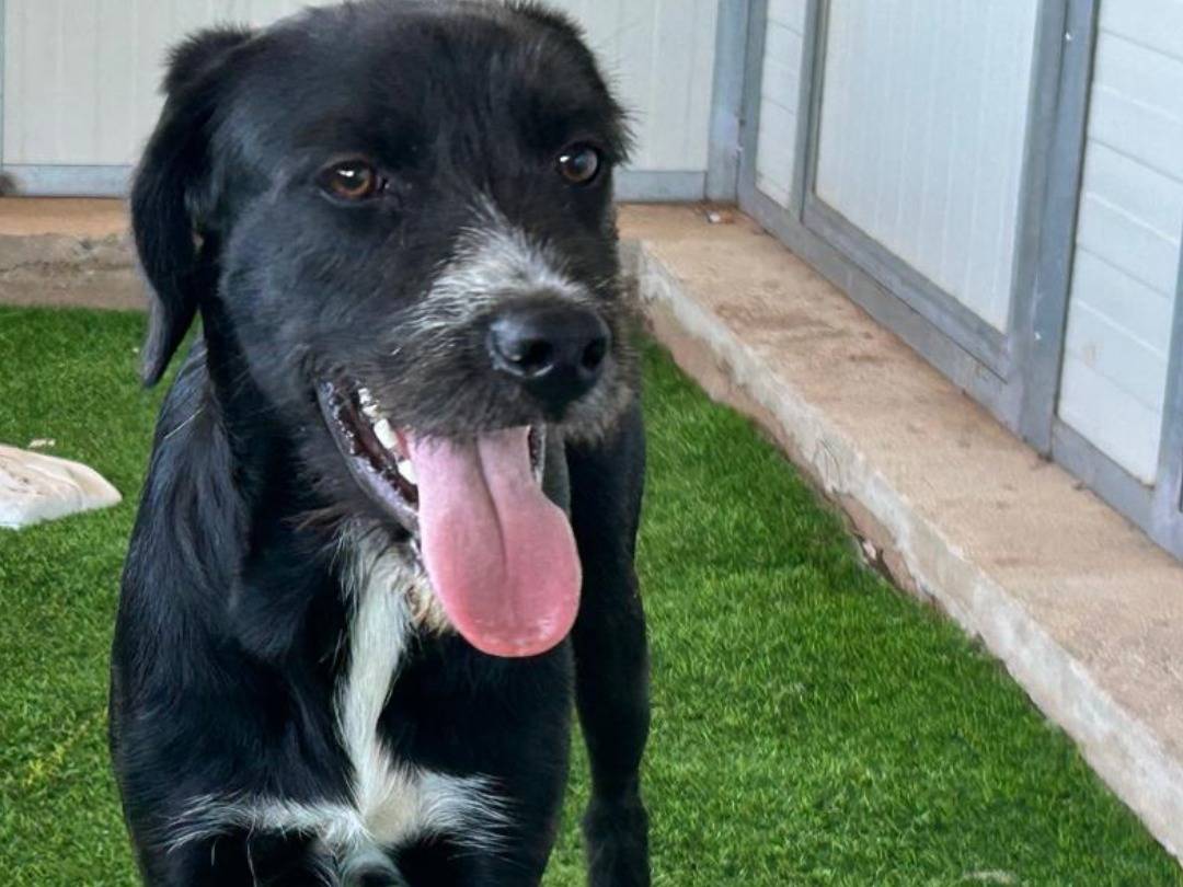 Adotta un cane, taglia media contenuta, femmina, Biella