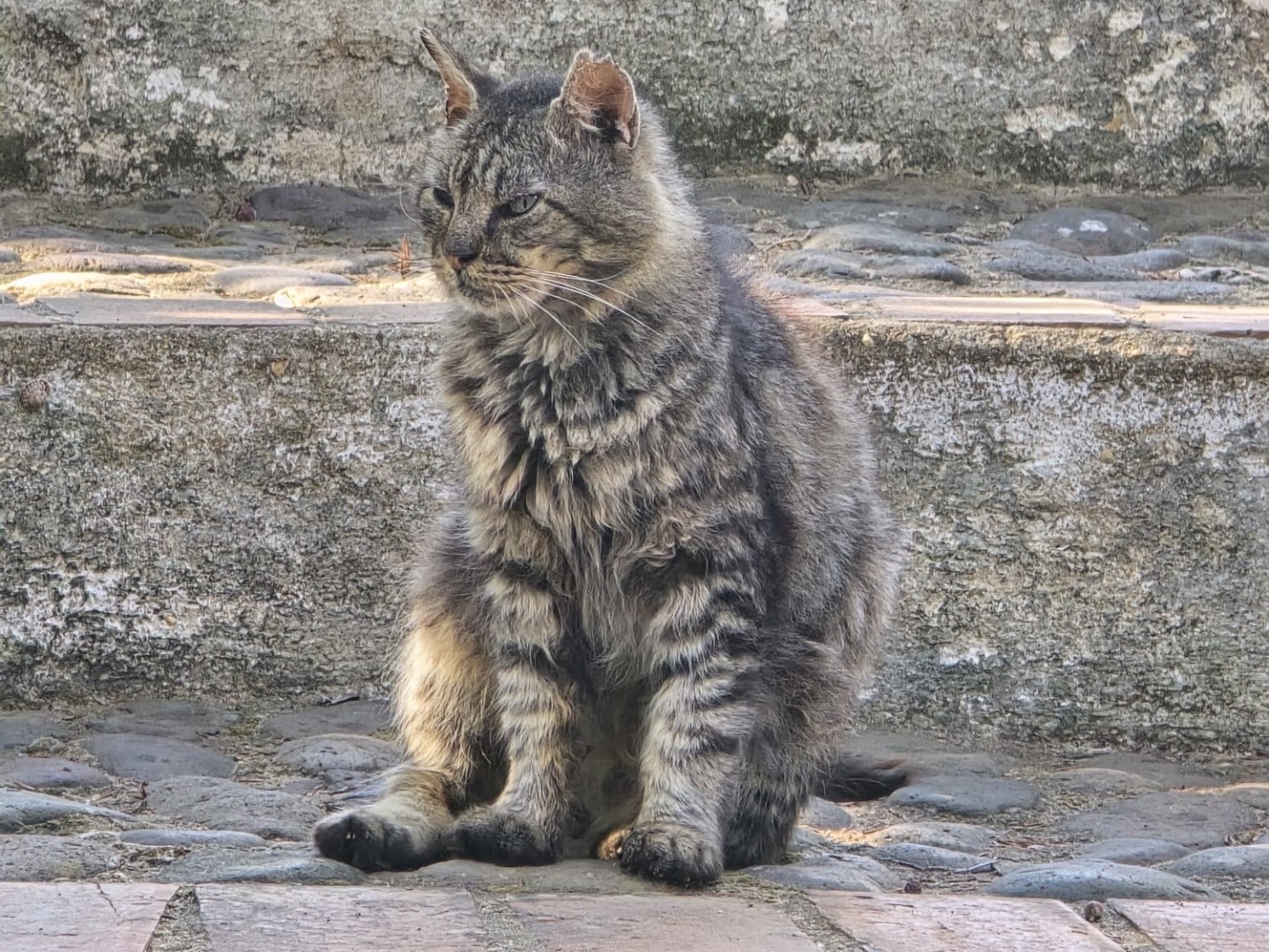 Adozione gatto, maschio, Razza sconosciuta Razza sconosciuta, 9 anni e 7 mesi, taglia non valida, Sassari