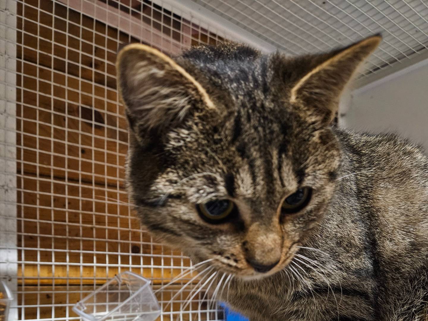 Adozione gatto, femmina, Razza sconosciuta Razza sconosciuta, 8 mesi, taglia non valida, Milano